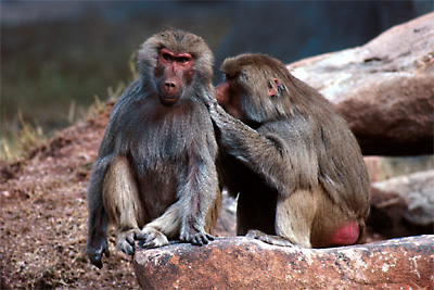 baboons