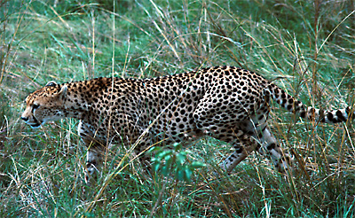cheetah2