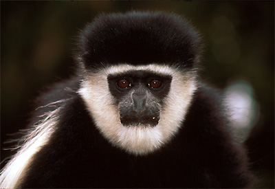 colobus