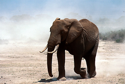 elephant3