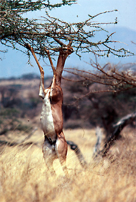 gerenuk