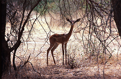 gerenuk2