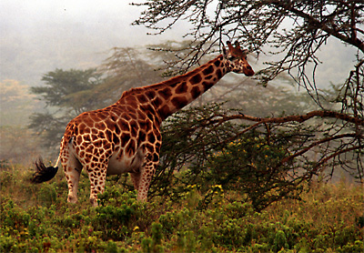 giraffe2
