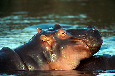hippo