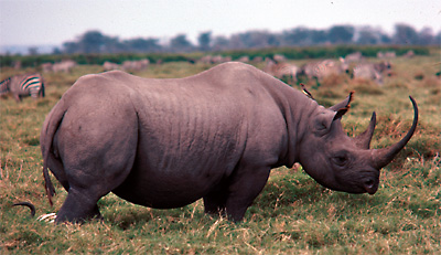 rhino