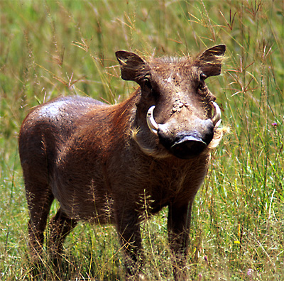 warty warthog