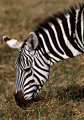 zebra2