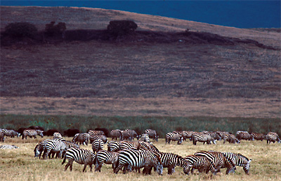 zebras