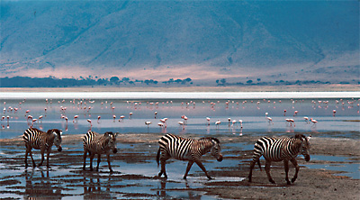 zebras_flamingos