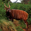 bongo