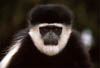 colobus