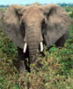 elephant2