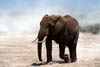 elephant3