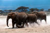 elephant4