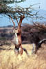 gerenuk