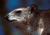 hyrax