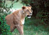 lioness