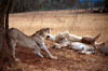 lions