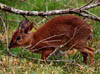 suni