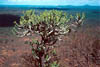 tsavo_west_NP