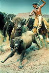 Bison Hunt