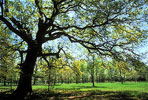 Cowpens Field