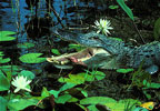 american alligator