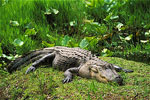 american alligator