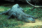 american alligator