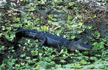 american alligator