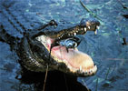 american alligator