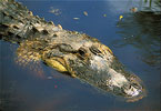 american alligator