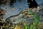 american alligator