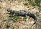 american alligator