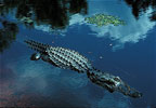 american alligator