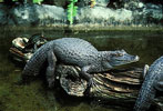 black caiman