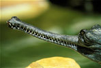 indian gharial