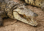 nile crocodile