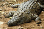 nile crocodile