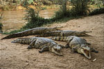 nile crocodile