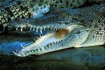 saltwater crocodile