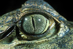 spectacled caiman