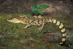 spectacled caiman