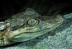 spectacled caiman