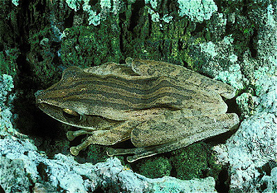 Four-Lined Treefrog 