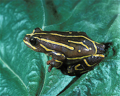 African Clown Frog 