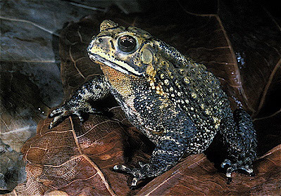 Asian Crested Toad