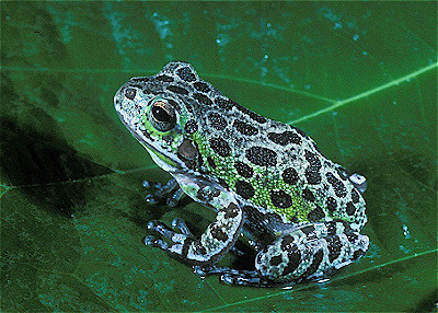 Barking Treefrog