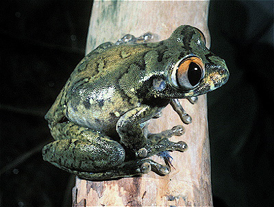 Cameroon Big-Eyed Treefrog
