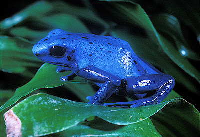 Blue Poison Dart Frog